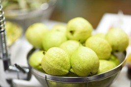 Lemon Guava {Psidium Guajava} 20+ Seeds  - £8.91 GBP