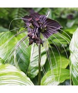 Tacca Chantrieri Black Bat Flower Starter Plant 2 Plants Fresh Garden - $59.40