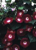 25 Seeds Morning Glory Ipomoea Crimson Rambler Annual Seeds - £18.71 GBP