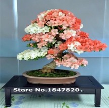 US-Seller 20pcs New Chinese Rare Bonsai Maple Tree Seeds - £6.31 GBP