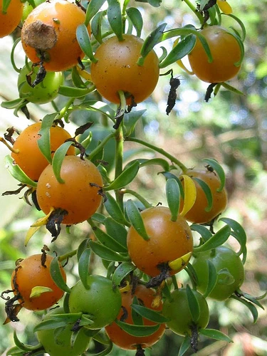 Pereskia aculeata VARIEGATED rare plant cactus 4&quot; pot V - $26.86
