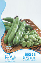 Pack 6 Seeds Broad Bean Seed Aquadulce Organic Vegetables #Nf480 Gardeni... - $6.20