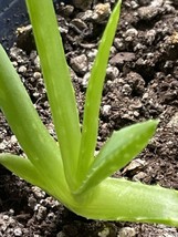 LILY OF THE DESERT Aloe Vera Plant Only Ships To 50 Degrees Or Higher To... - £3.18 GBP