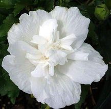 Live Plant Hibiscus White Rose Of Sharon Chifon Notwoodtwo Sunny Syriacus Garden - $67.80