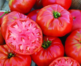 50+ Seeds Talladega Tomato Tomatoe Vegetable Garden Edible Canning From US - $8.94