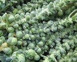 100 Long Island Improved Brussel Sprouts Non-Gmo Heirloom Vegetable Seeds! - $8.99