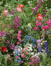 Annual Flower Select From List Or Purchase Entire Collection Bulk Seeds - $187.57 MXN
