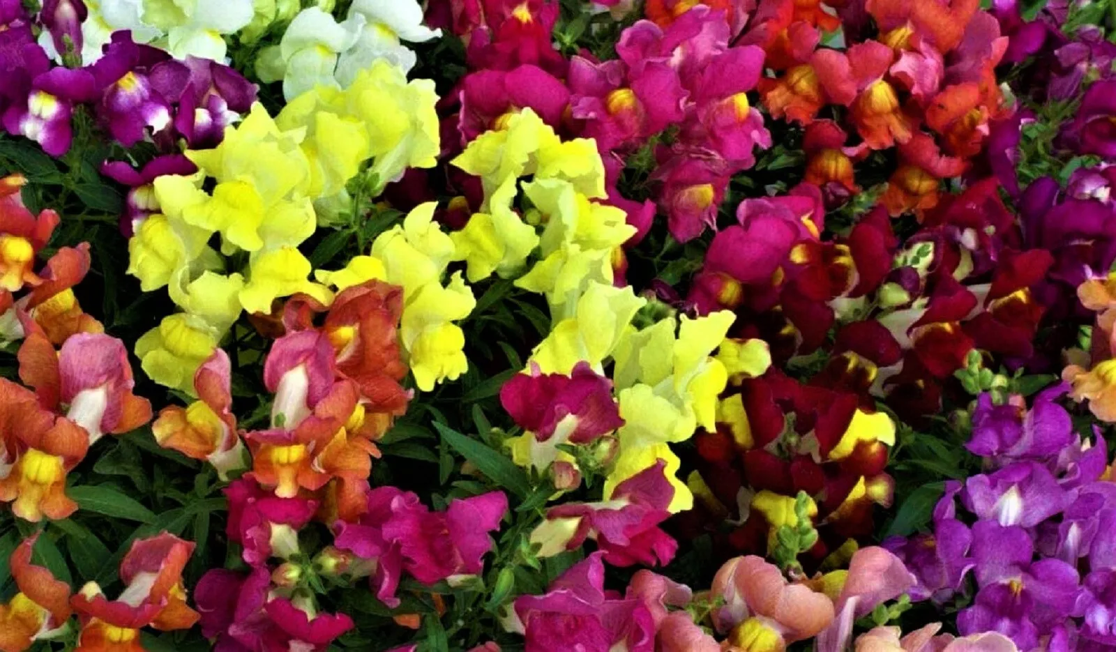 SYST 1000 Seeds Snapdragon Seeds Dwarf Mix Heirloom Seed Catalog Home Ga... - $13.83 CAD
