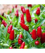 Pequin Chili Pepper Piquin Bird Pepper Compact Spicy Chili Seeds - £9.39 GBP+
