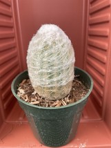 Oreocereus Trollii Live Succulent Plant Old Man Of The Andes Cactus In 4 Pot - $11.20