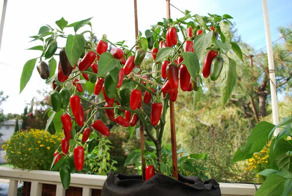 25 Early Jalapeno Pepper Seeds Non-Gmo - $2.53