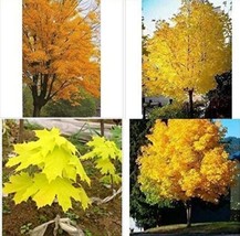 100 Pcs Yellow Maple Tree Seeds From Garden - £5.18 GBP