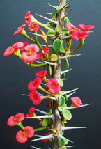 Euphorbia guillemetii hybrid exotic rare madagascar bonsai caudex seed 5 seeds - £7.11 GBP