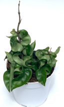 Live Plant Hoya Hindu Rope House Plant Low Maintenance Air Purifting - $43.80