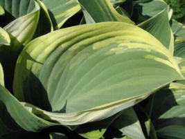 1 Pc Quart Pot Regal Splendor Hosta Flowers, Gray-Green Leaves Plant | RK - £53.71 GBP