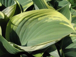 1 Pc Quart Pot Regal Splendor Hosta Flowers, Gray-Green Leaves Plant | RK - $67.20