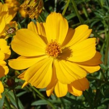 Fresh Cosmos Crest Gold Dwarf Summer-Fall Blooms Pollinators Non-Gmo 100 Seeds - $10.96