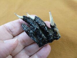 g630-246) Extra SMALL 2" Gator FOOT PAW ALLIGATOR TAXIDERMY feet claw ga... - $10.99