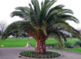 1 (one) Date palm live plant tree 4’’-10’’ Phoenix dactylifera - $336.98 MXN