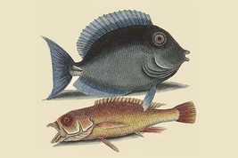 Tang &amp; Yellow Fish by Mark Catesby - Art Print - £17.62 GBP+
