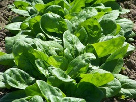 Bloomsdale Spinach Seeds Garden Vegetable Malabar Lettuce Seeds For  - £4.68 GBP