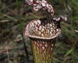 PITCHER PLANT CARNIVOROUS WHITE TOPPED (1 RHIZOME SHIPS PROMPTLY), SEEDS R - £46.44 GBP