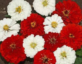 Stop Sign Zinnia Seeds 100+ Flower Elegans RED WHITE - $4.75