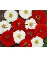 Stop Sign Zinnia Seeds 100+ Flower Elegans RED WHITE - $4.75