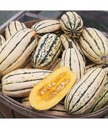 Heirloom Organic Delicata Winter Squash Seeds (AKA Sweet Potato Squash S... - $4.95