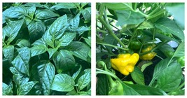 Lot Of 3 Yellow Jamaican Scotch Bonnet 75 Day+ Old Super Hot Pepper Live Plants - £44.04 GBP