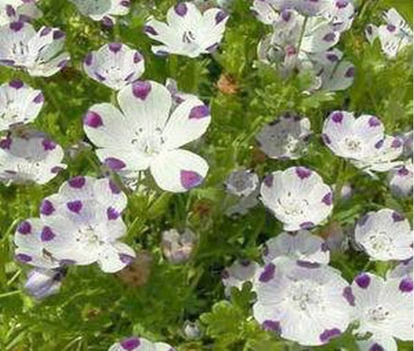 Flower Five Spot Nemophila 100 Seeds - $9.79