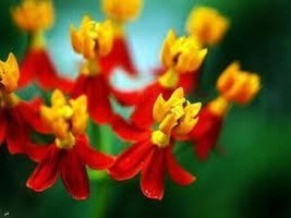 30+ BLOODFLOWER BUTTERFLY WEED FLOWER SEEDS ASCLEPIAS GREAT GIFT - £7.73 GBP