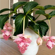 200 Seeds Medinilla Magnifica Bonsai Flower - $11.65