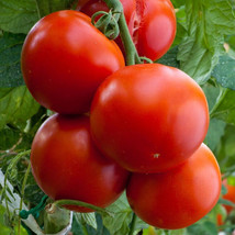 200 Floridade Heirloom Tomato Seeds Non-Gmo Always Seeds Fresh Garden US... - £11.57 GBP