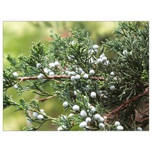 6 Plants Eastern Red Cedar Juniperus Virginiana Established Roots FREESHIP - £88.60 GBP
