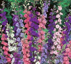 DELPHINIUM, GIANT IMPERIAL 500+ SEEDS ORGANIC , A GREAT CUT FLOWER - $8.99