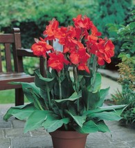 Canna Lily The President Dwarf Variety 32-36&quot; Tall One Rhizome Bulb - £7.76 GBP