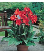Canna Lily The President Dwarf Variety 32-36&quot; Tall One Rhizome Bulb - £7.84 GBP