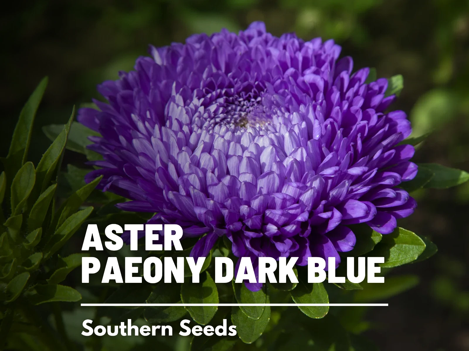 Aster, Paeony Duchess Dark Blue - 50 Seeds, Heirloom Flower (Callistephu... - $11.84