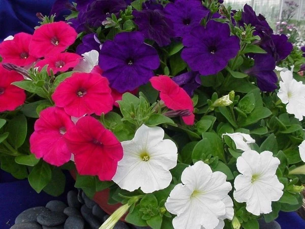 Petunia Seeds Freedom Old Glory 50 Pelleted Petunia Seeds - $18.10