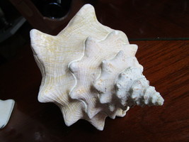 Murex Ramosus,  Giant Murex shell, measuring approximately 5&quot; tall by 9&quot; long[A - £43.06 GBP