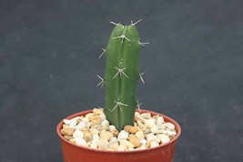 Acanthocereus tetragonus Barbed Wire Cactus  rare Florida native plant cacti 4&quot; - £13.57 GBP