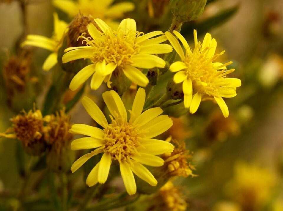 Dittrichia viscosa seeds false Yellowhead woody sticky fleabane semillas... - $6.33+