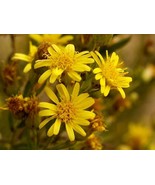 Dittrichia viscosa seeds false Yellowhead woody sticky fleabane semillas... - £4.97 GBP+