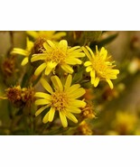 Dittrichia viscosa seeds false Yellowhead woody sticky fleabane semillas... - $8.68 CAD+