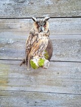 Stuffed European OWL Taxidermy Owl asio otus Bird Scarecrow wall mount - £260.72 GBP