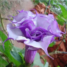 SEED Purple Corrugated Double Morning Glory - £3.18 GBP