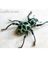 Green Net Weevil Beetle Pachyrrhynchus Cruciatus Framed Entomology Shado... - $1,105.52 MXN