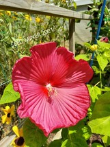 Berynita Store Hibiscus Red Improved Luna Series 10 Seeds Organic Heirloom Open  - £8.85 GBP