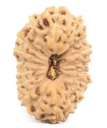 18 Mukhi Rudraksha / Collector Eighteen Face Rudraksh - Java - IGL Certi... - $7,175.52 MXN